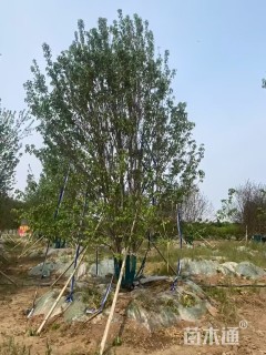 高度600厘米丛生红枫