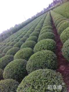 冠幅190厘米小叶女贞球