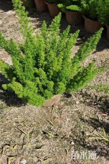 高度40厘米狐尾天门冬