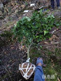 高度150厘米纽荷尔脐橙