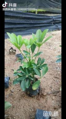 高度20厘米鹅掌柴