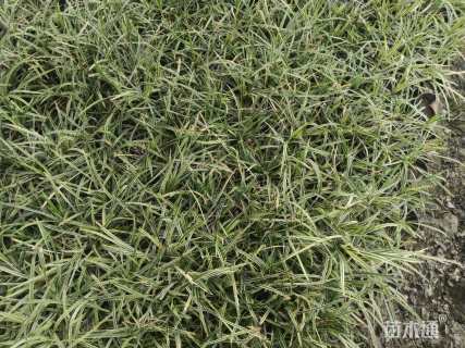 高度25厘米金边麦冬