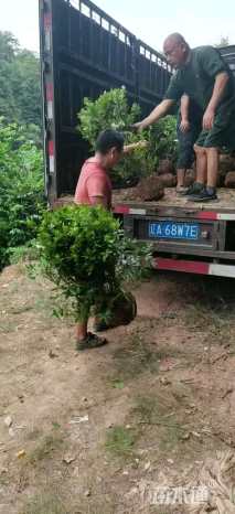 冠幅80厘米春鹃球