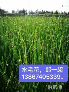 水芼花地栽苗