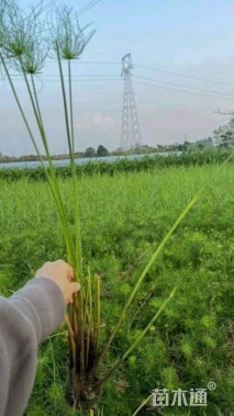 高度15厘米纸莎草