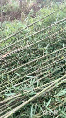地栽苗刚竹
