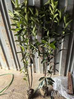 高度120厘米法国冬青