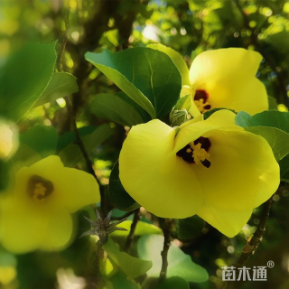 高度300厘米海滨木槿