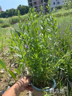 高度30厘米千屈菜