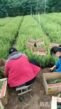 高度60厘米喷雪花