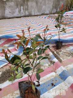 30公分红叶石楠