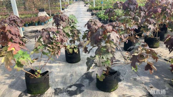 高度80厘米绣球