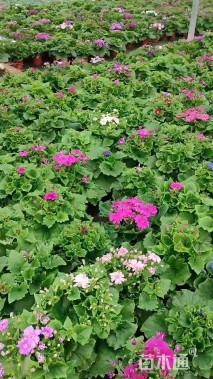 高度25厘米瓜叶菊