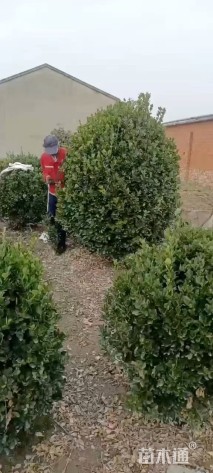 冠幅200厘米大叶黄杨球