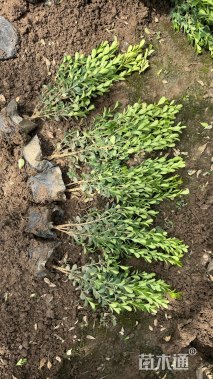 高度35厘米小叶黄杨