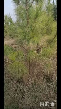 高度200厘米马尾松