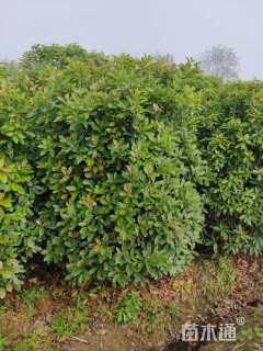 高度250厘米中华石楠
