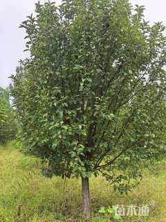 15公分绚丽海棠