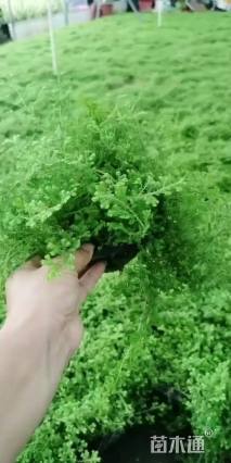 高度20厘米翠云草