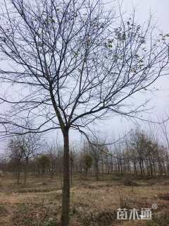 15公分朴树