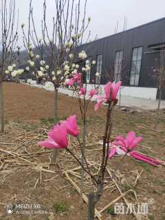 高度3000厘米兰花