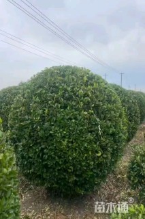 冠幅180厘米大叶黄杨球