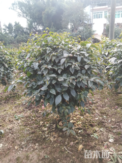 高度150厘米三角梅