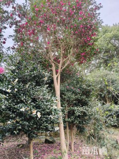 高度5厘米高杆茶梅