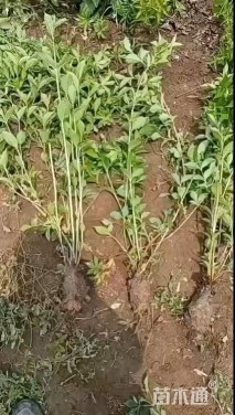 高度40厘米锦带