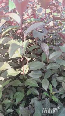 高度80厘米紫叶矮樱小苗