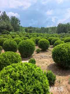 冠幅100厘米小叶黄杨球