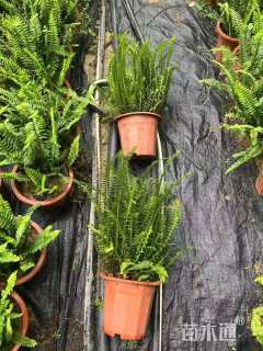 高度40厘米排骨草