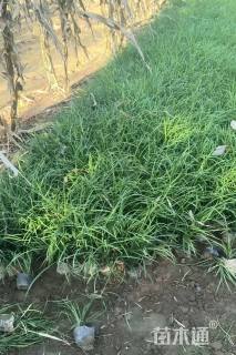 高度20厘米麦冬