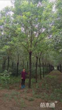 15公分老式白蜡