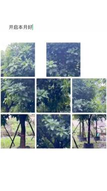 20公分红花玉蕊