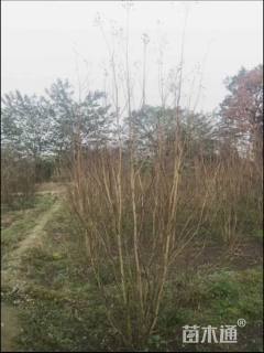 高度250厘米美国紫薇