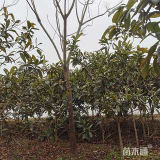 25公分黄山栾树