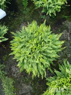 高度20厘米波斯顿蕨