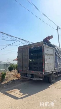 大杯苗樱桃鼠尾草