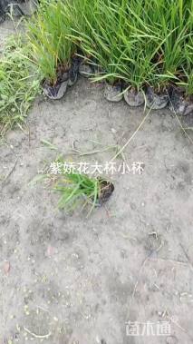 高度20厘米紫娇花