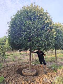 12公分红叶石楠