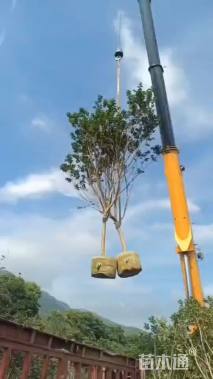 10公分小叶紫薇