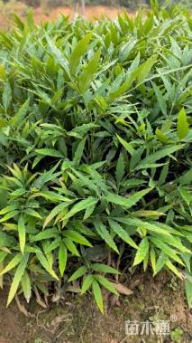 高度20厘米十大功劳