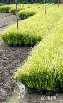 高度30厘米金叶石菖蒲