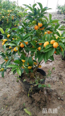 高度30厘米金桔