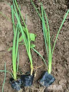 高度20厘米紫娇花