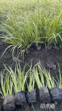 高度30厘米金叶石菖蒲