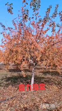 高度360厘米印第安魔力海棠