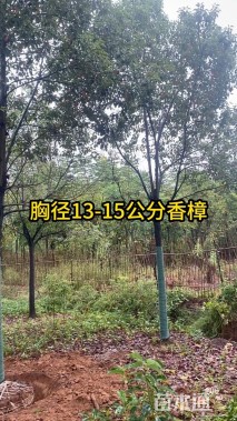 12公分香樟