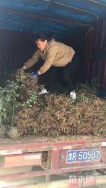 高度20厘米月季